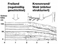 Struktur der Schneedecke im Freiland und Kronenrand/Wald.