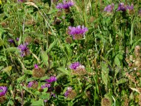 Perücken-Flockenblume (Centaurea pseudophrygia)