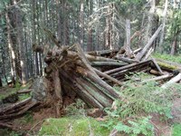 Reste einer Heubarge am Rand eines verwaldeten Bergmahdes