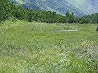 Reed meadow on the Wiege
