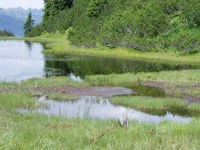 Quaking bog - Siltation at the edge of Lake Wiegen
