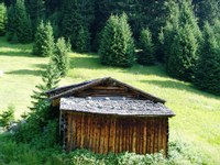 Spreading forest around the May Field hut 
