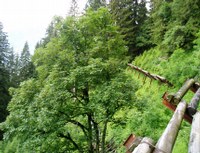 Forestation at the Schrina Forest construction
