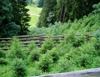 Forestation measures at the Schrina Forest protection measure construction