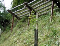 Re-forestation at the Schrina forest protection construction
